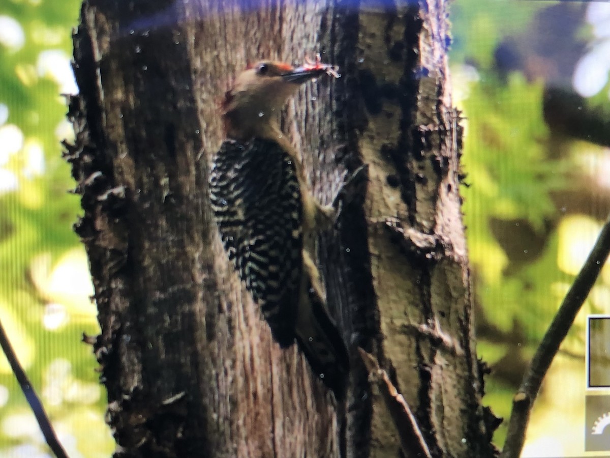 Red-bellied Woodpecker - ML619490686