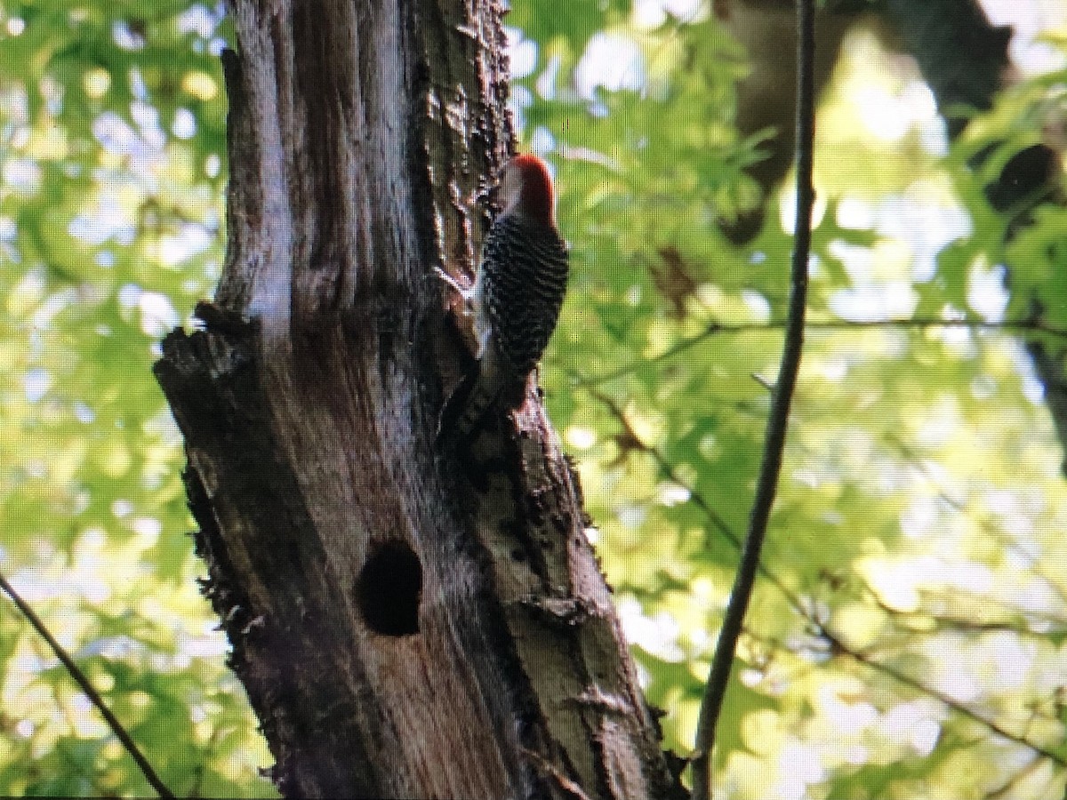 Red-bellied Woodpecker - ML619490687