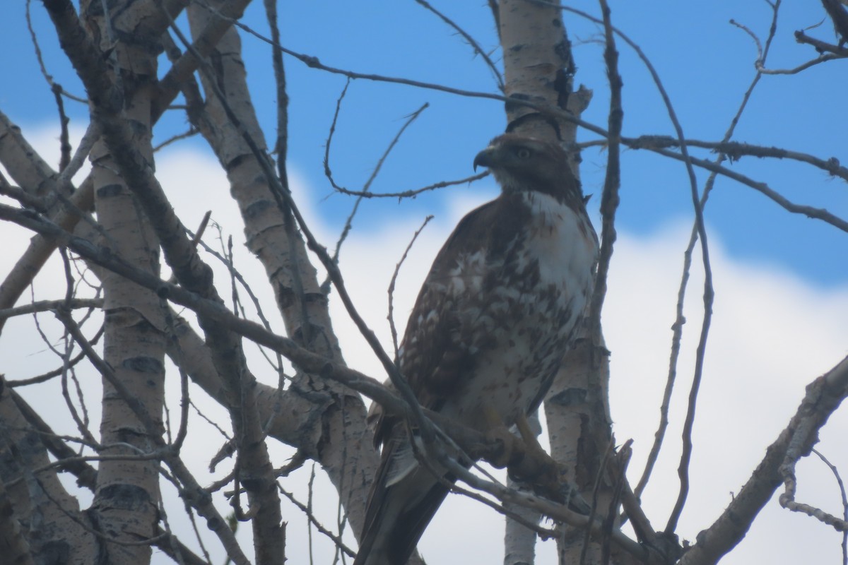 Red-tailed Hawk - ML619490700