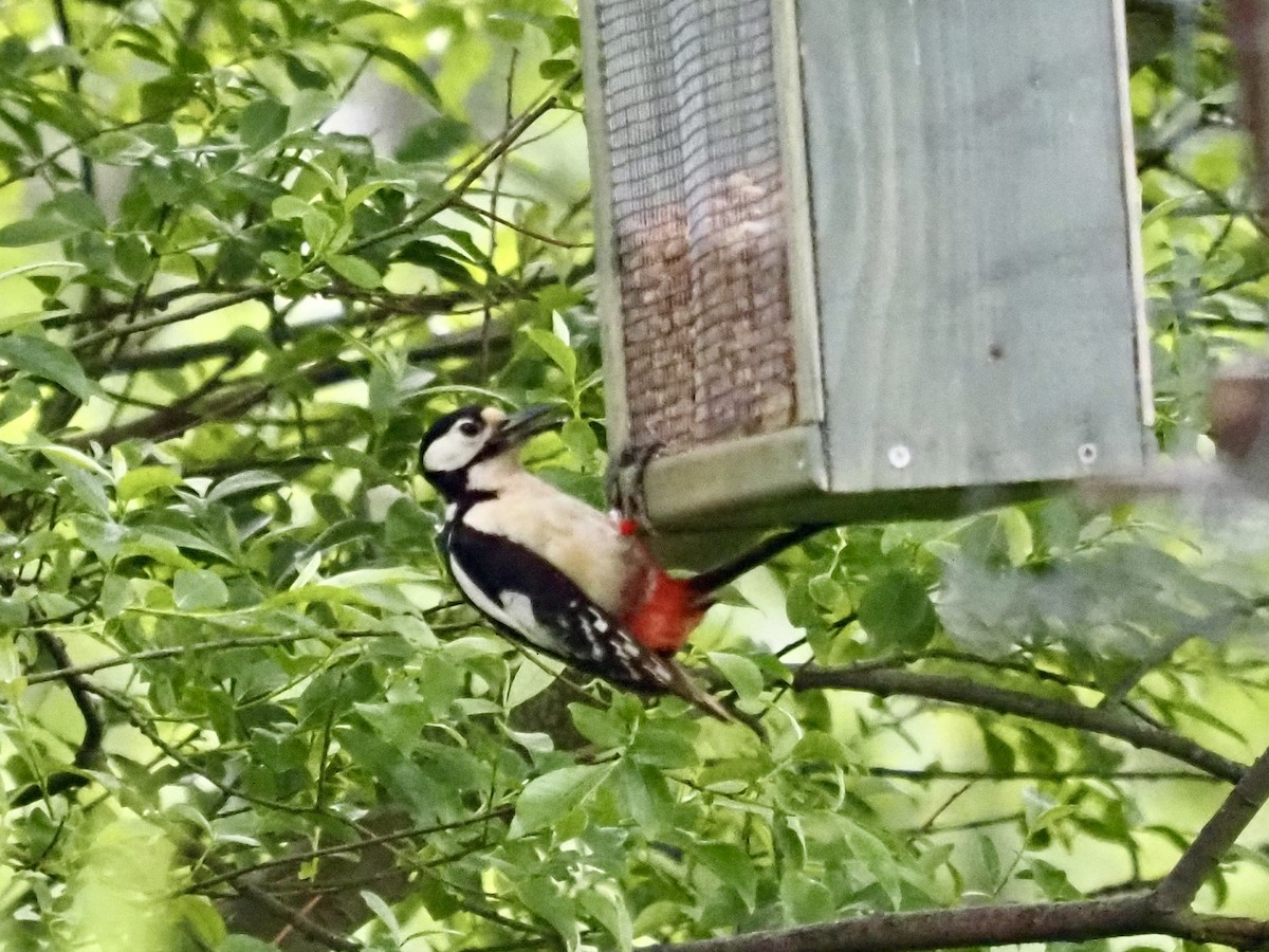 Great Spotted Woodpecker - ML619490702