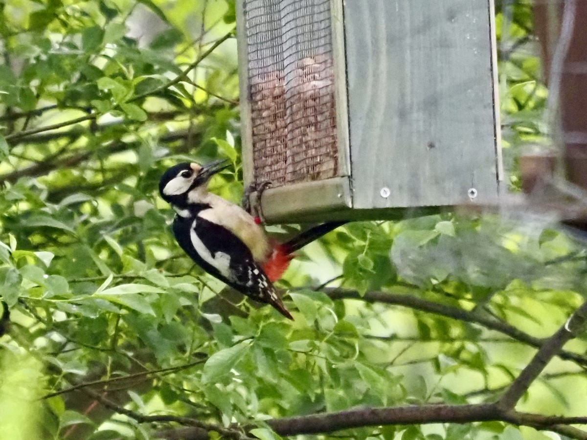 Great Spotted Woodpecker - ML619490703