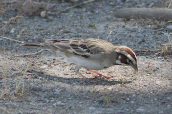 Lark Sparrow - ML619490717