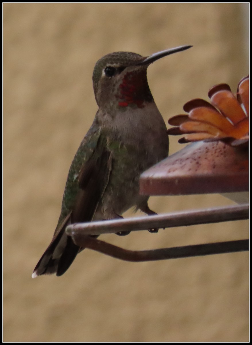 Anna's Hummingbird - ML619490785