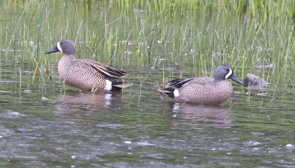 Blue-winged Teal - ML619490824