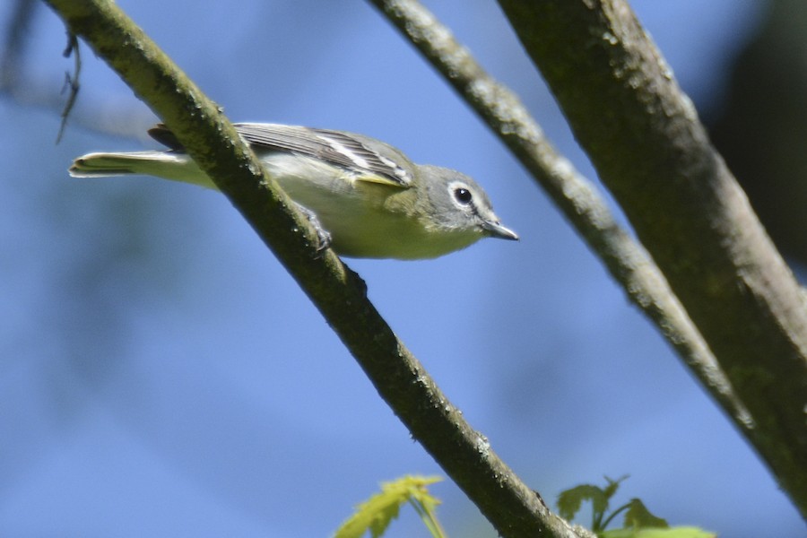 Vireo sp. eBird