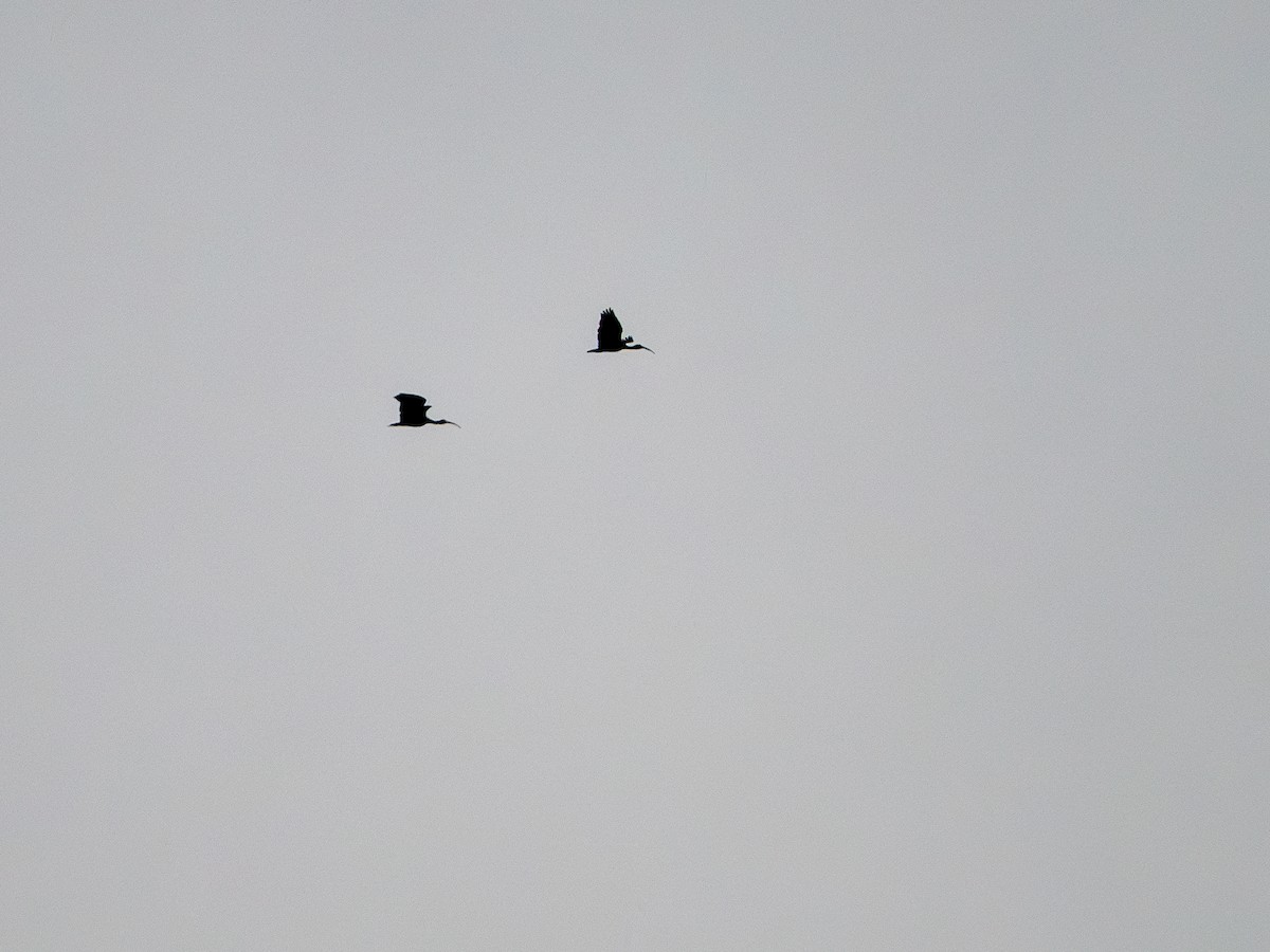 ibis zelený - ML619490879