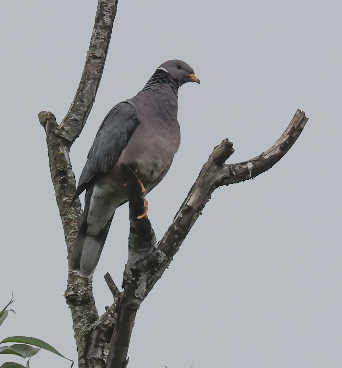 Band-tailed Pigeon - ML619490880