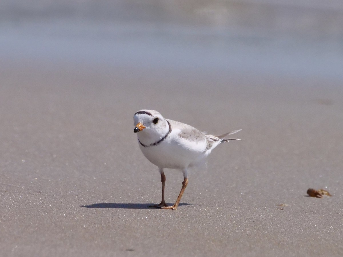 Piping Plover - ML619490901