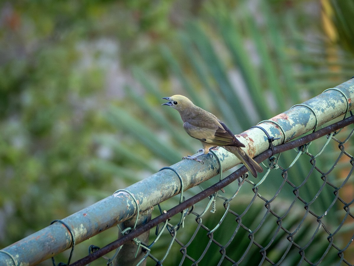 Palm Tanager - ML619490965