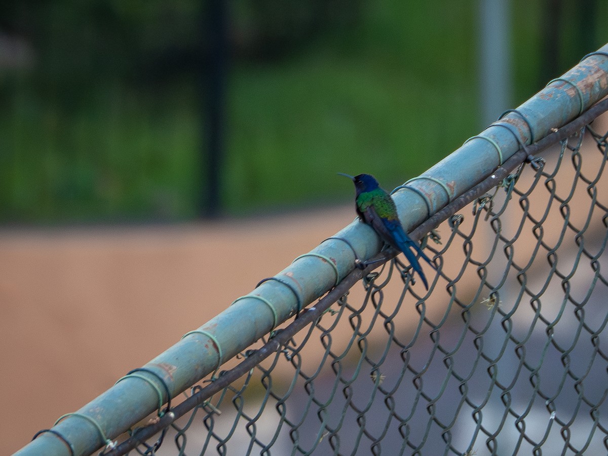 Swallow-tailed Hummingbird - ML619491019