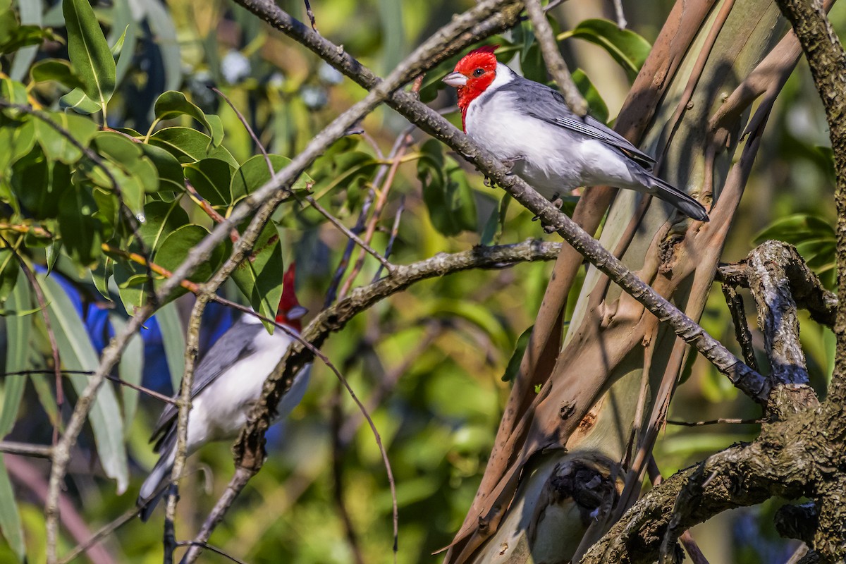 Red-crested Cardinal - ML619491032