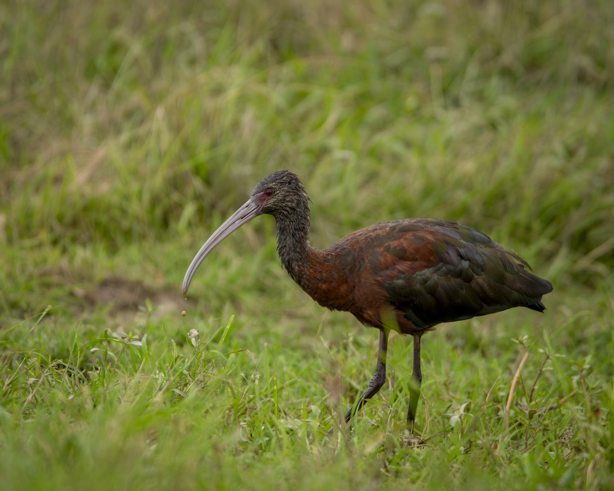 ibis americký - ML619491056