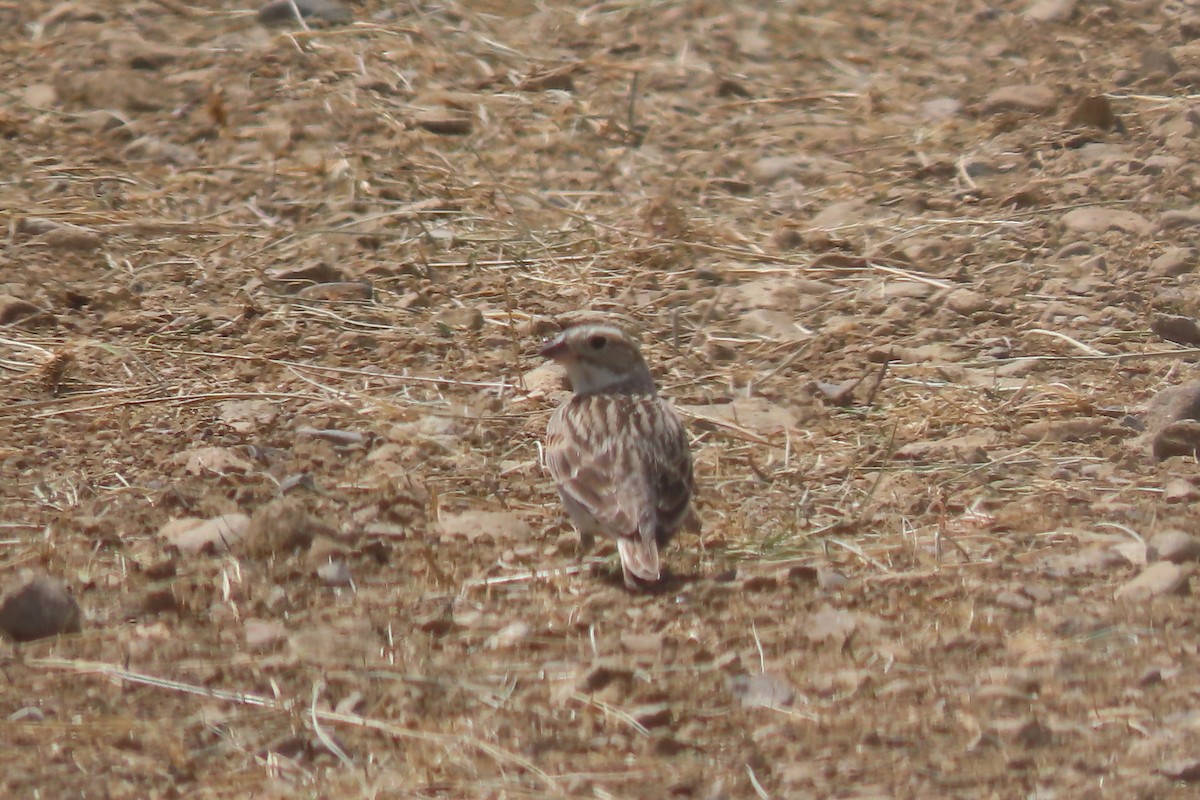 Thick-billed Longspur - ML619491090