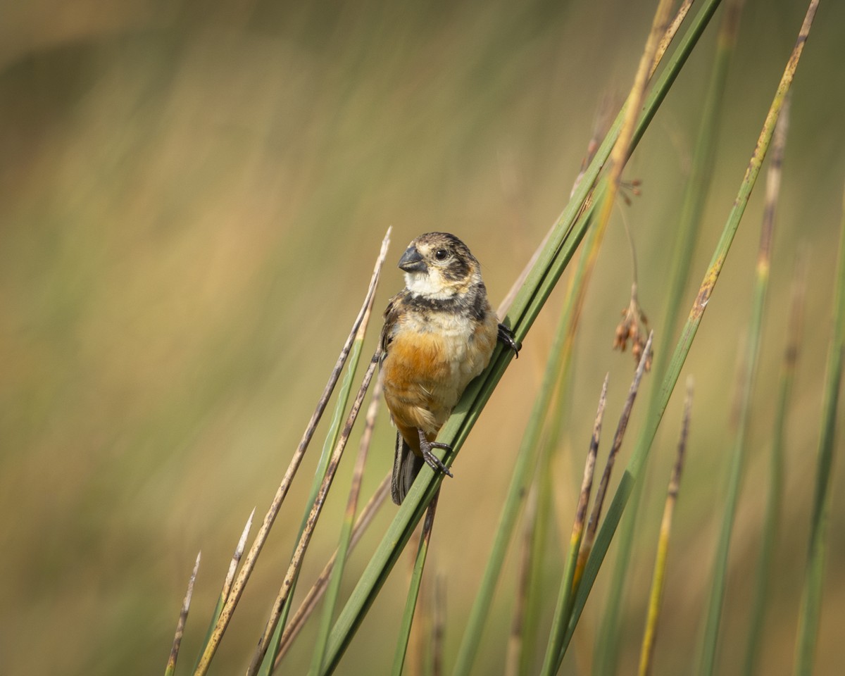 Rusty-collared Seedeater - ML619491105