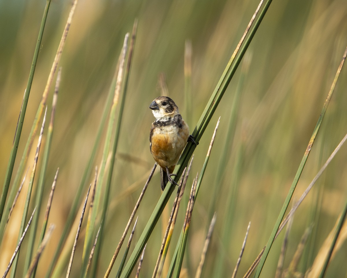 Rusty-collared Seedeater - ML619491106