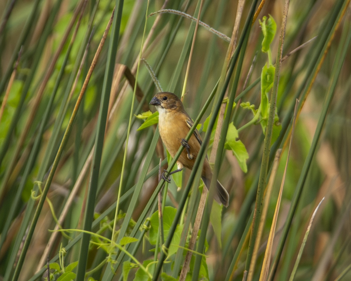 Rusty-collared Seedeater - ML619491108