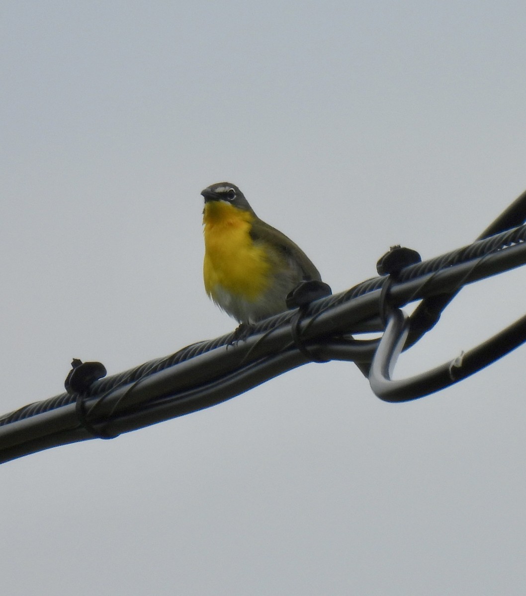 Yellow-breasted Chat - ML619491117