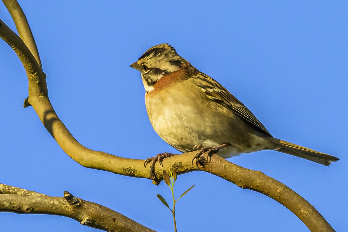 Rufous-collared Sparrow - ML619491118