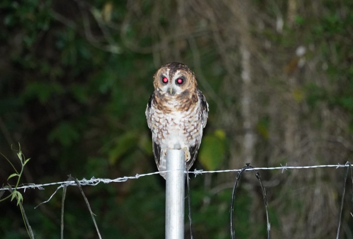 Rufous-banded Owl - ML619491152