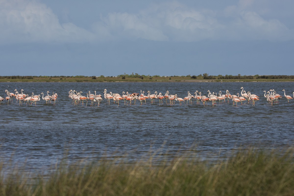 Şili Flamingosu - ML619491170