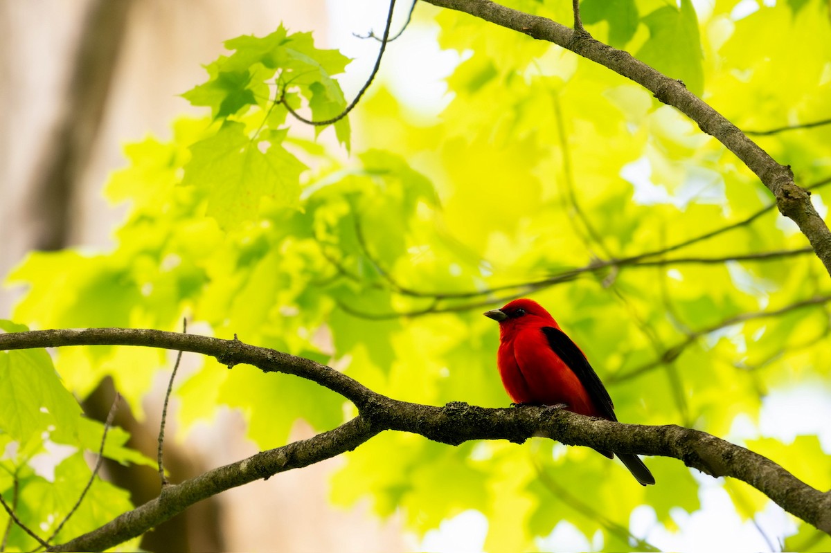 Scarlet Tanager - ML619491178