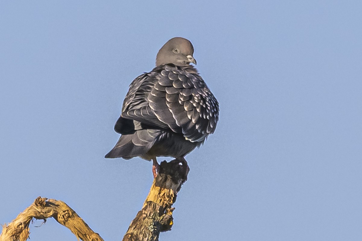 Spot-winged Pigeon - ML619491197
