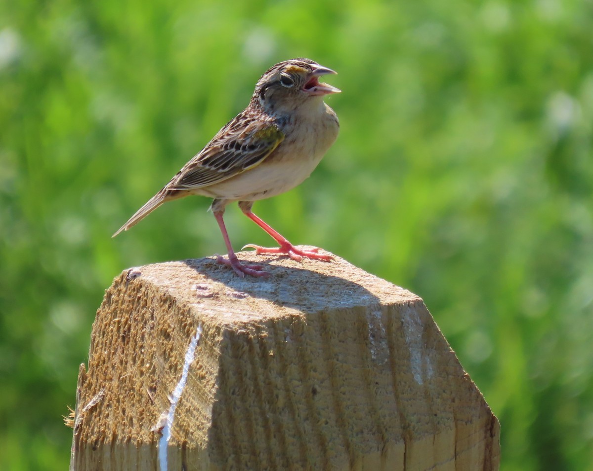 Grasshopper Sparrow - ML619491201