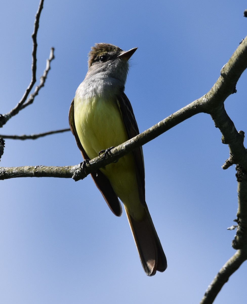 Great Crested Flycatcher - ML619491299