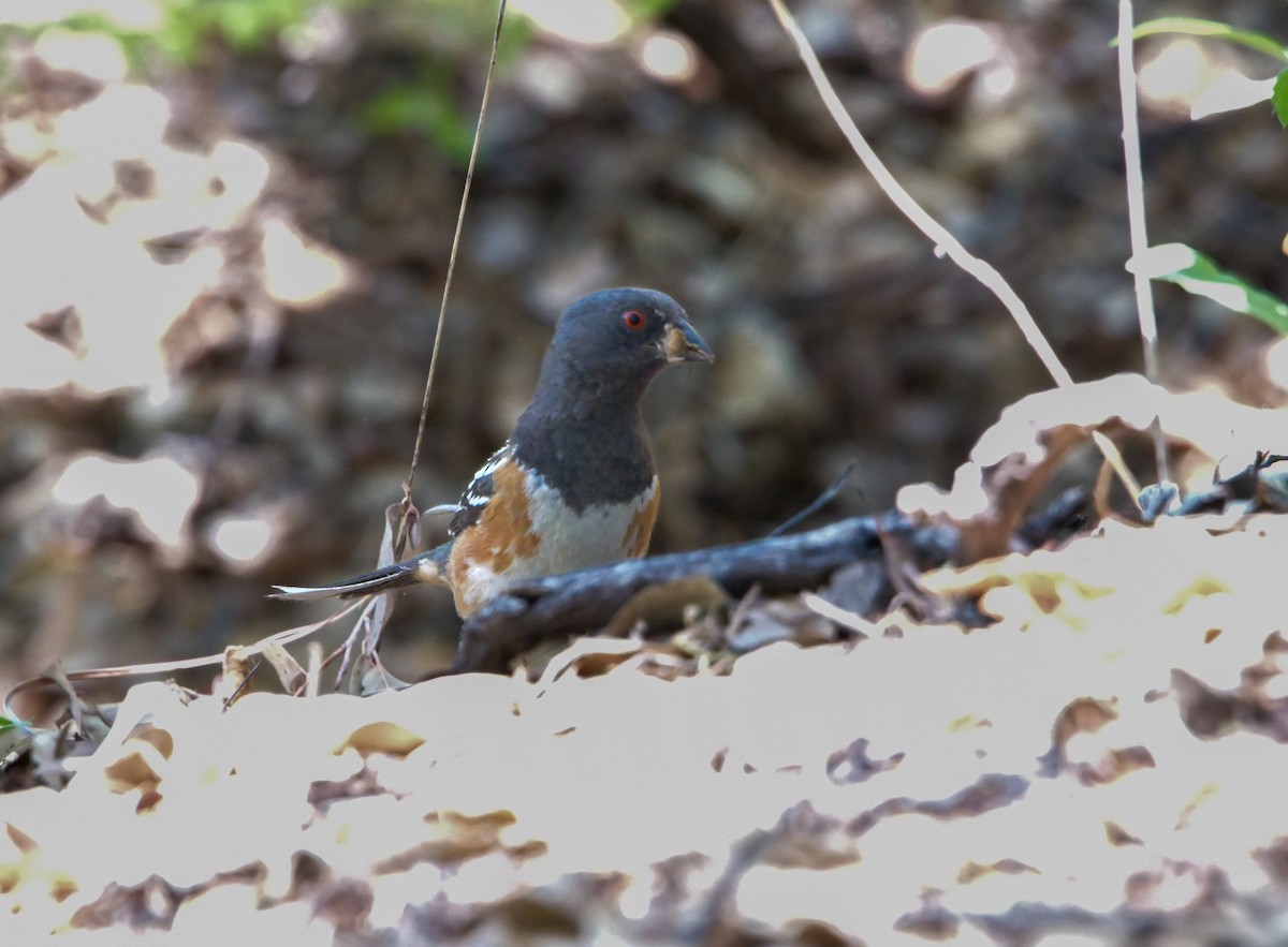 Spotted Towhee - ML619491309