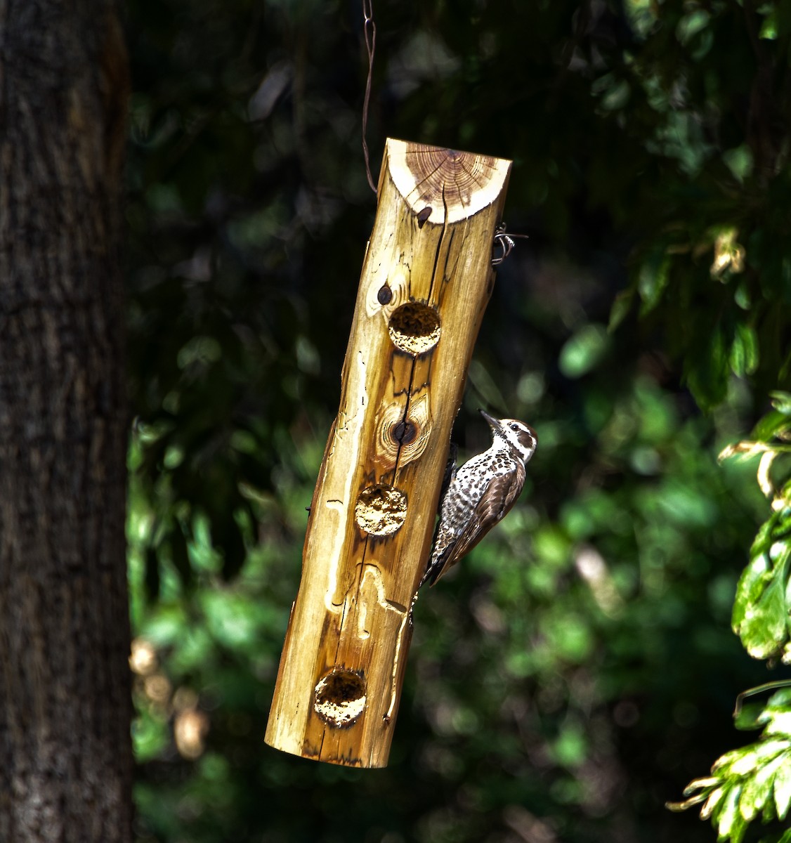 Arizona Woodpecker - ML619491373