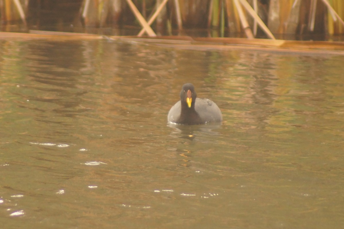 Red-fronted Coot - ML619491518