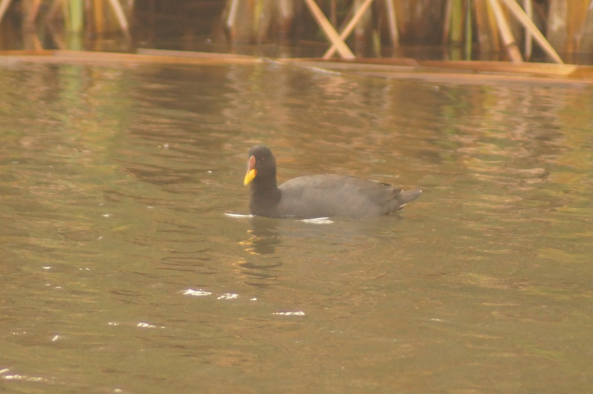 Red-fronted Coot - ML619491519