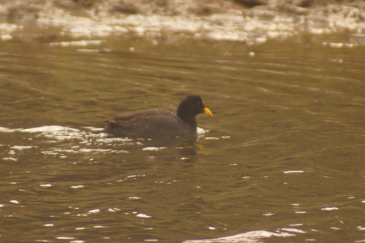 Red-fronted Coot - ML619491520