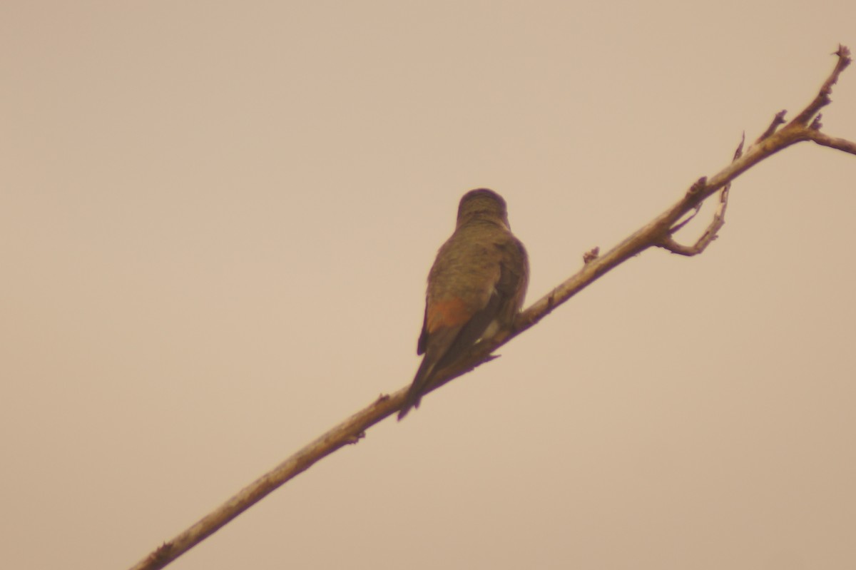 Oasis Hummingbird - ML619491558