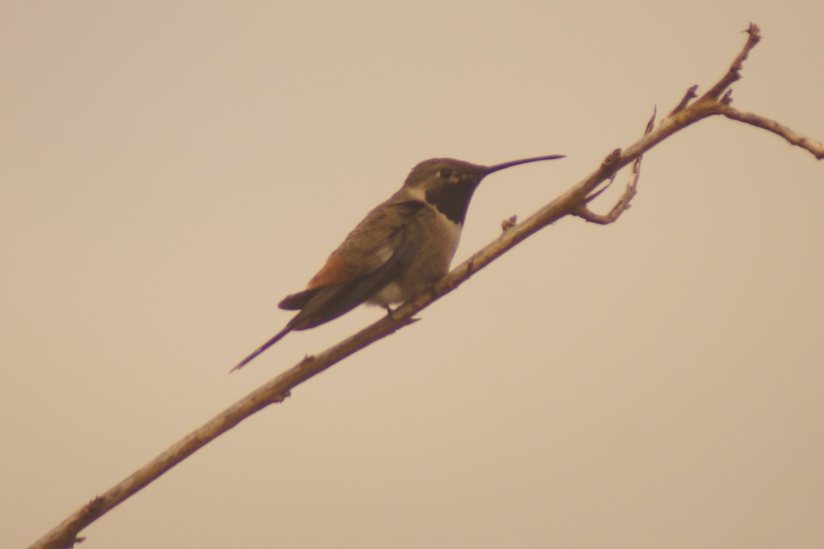 Oasis Hummingbird - ML619491559