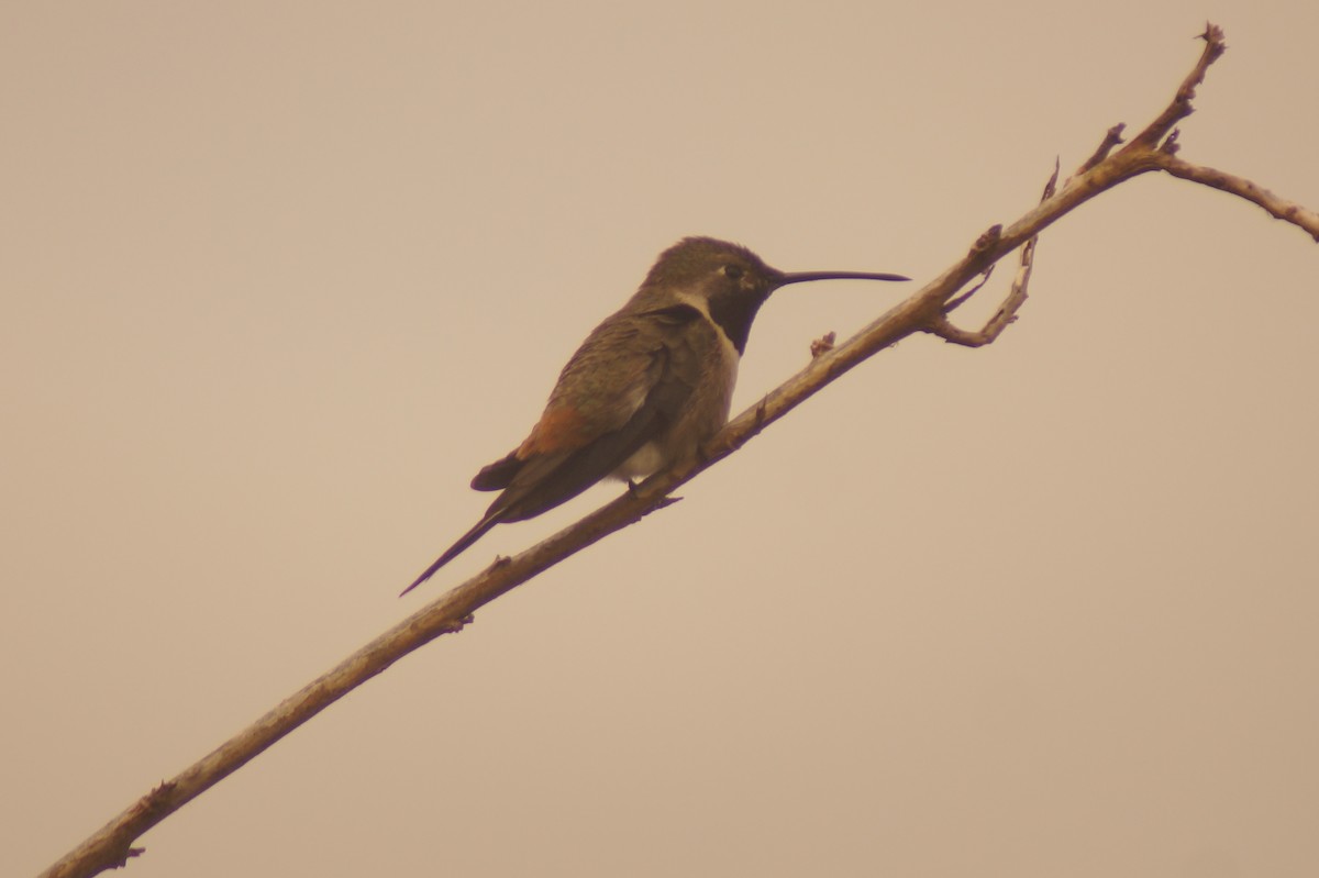 Oasis Hummingbird - ML619491560