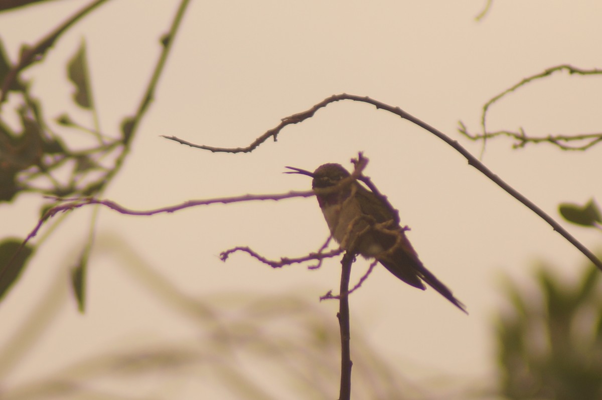 Oasis Hummingbird - ML619491561