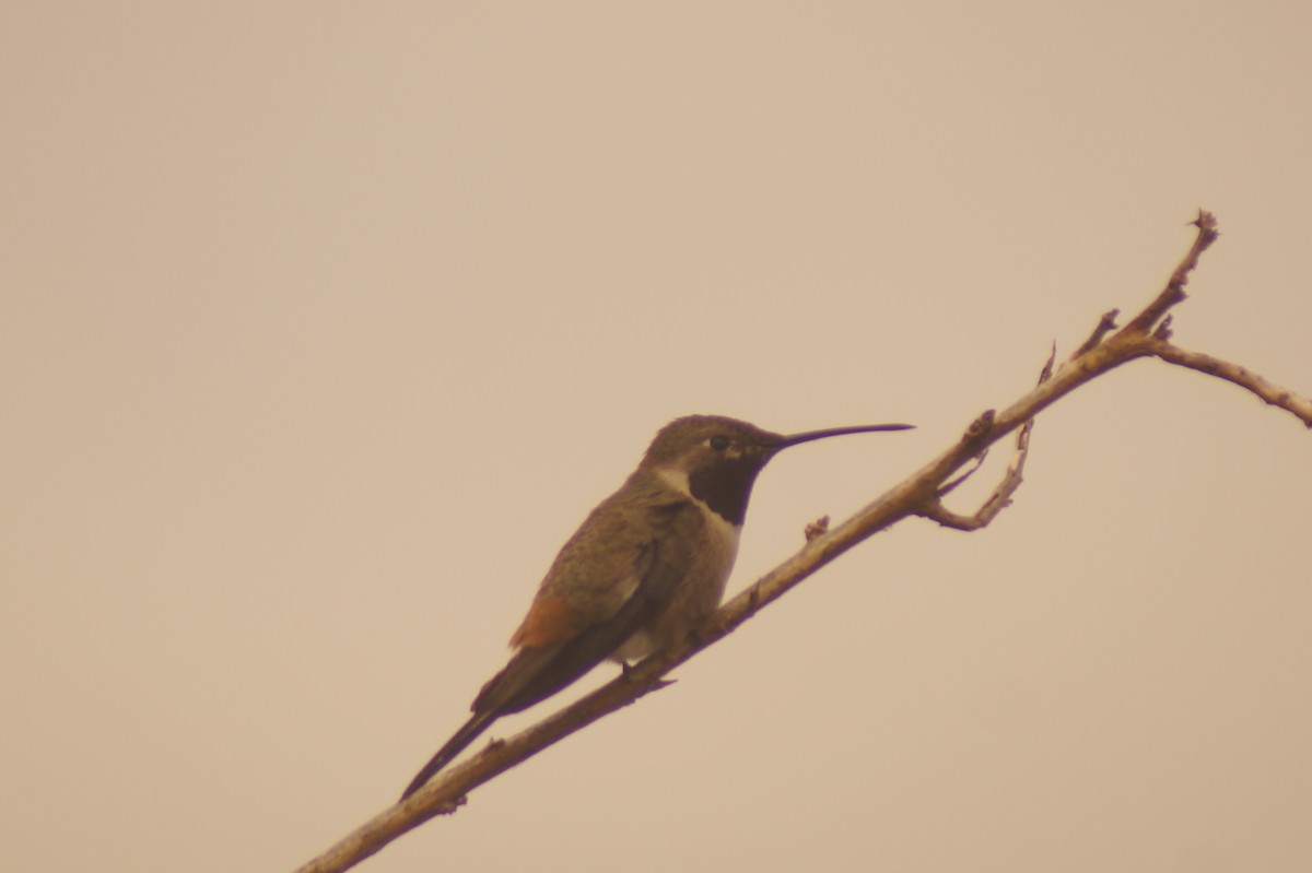 Oasis Hummingbird - ML619491562