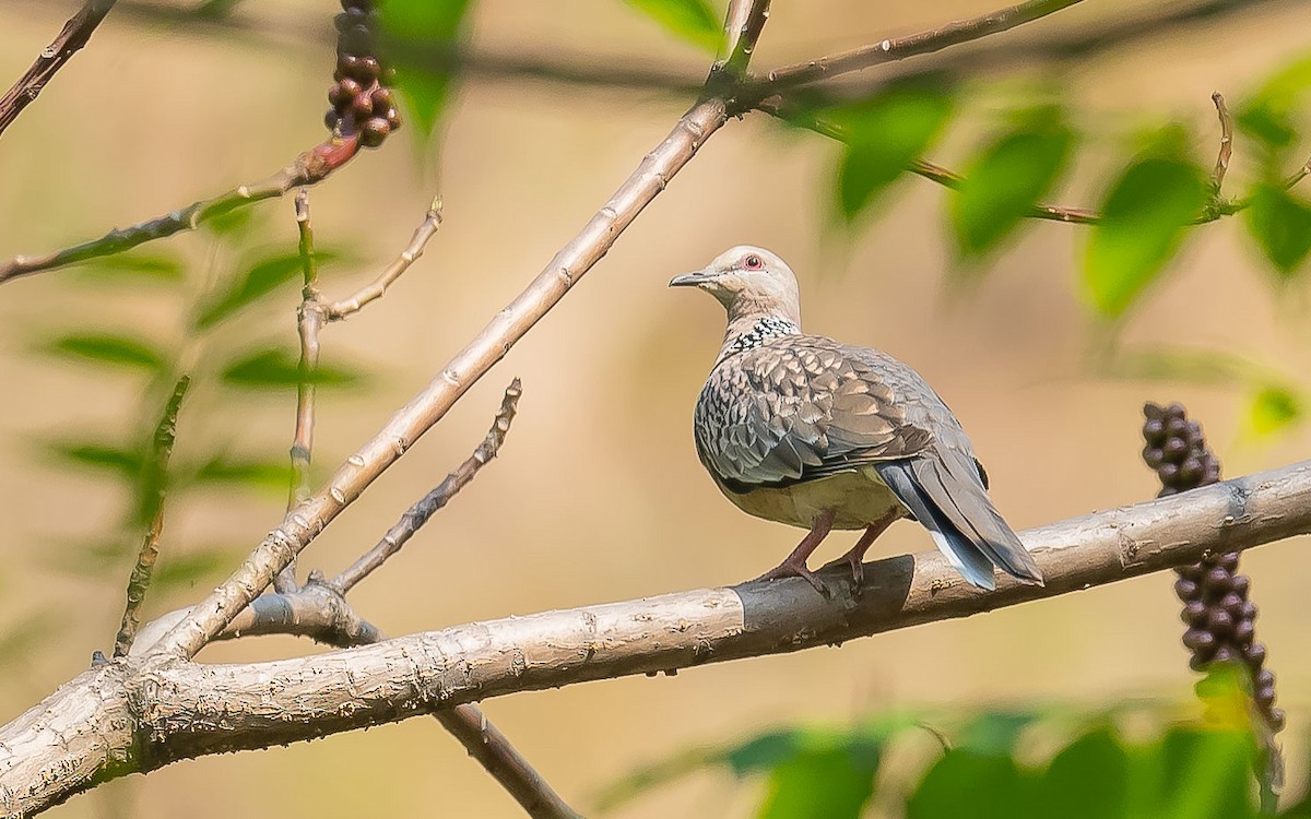 Spotted Dove - ML619491573
