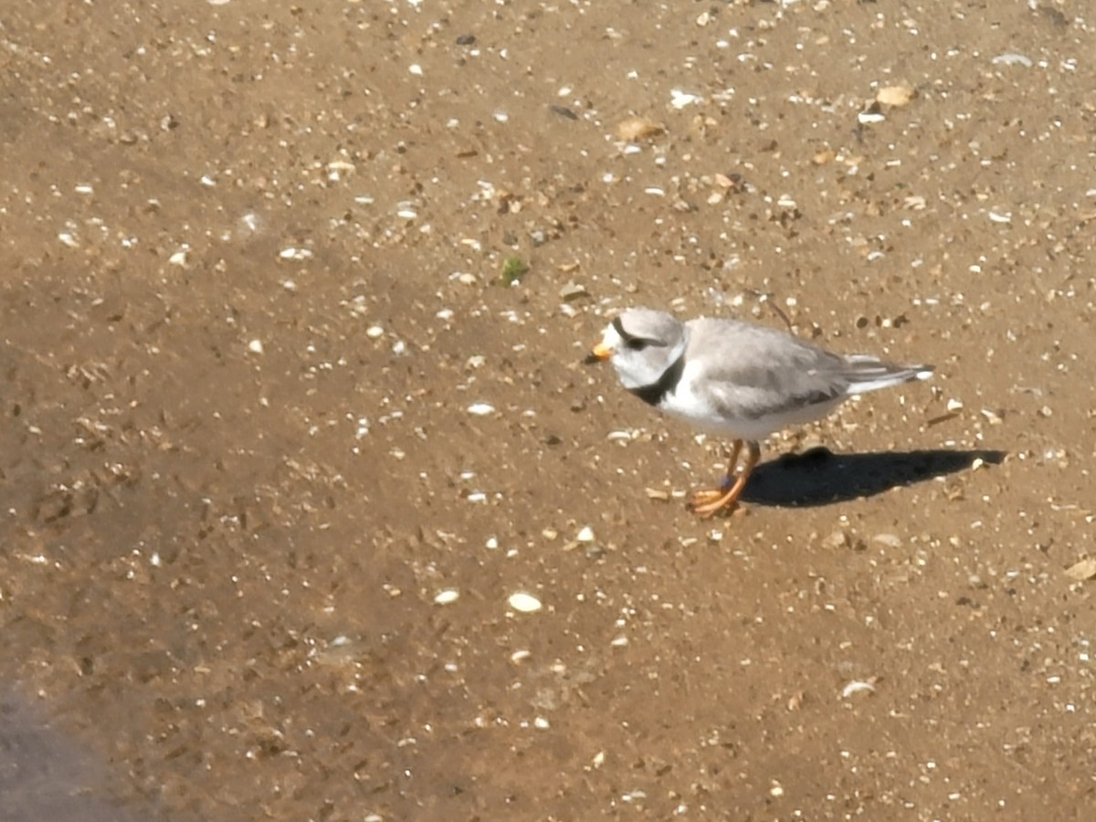 Piping Plover - ML619491606