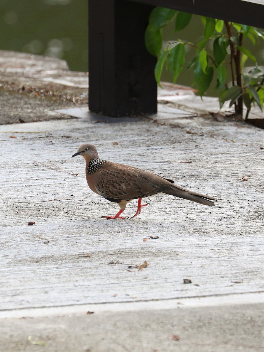 Spotted Dove - ML619491614
