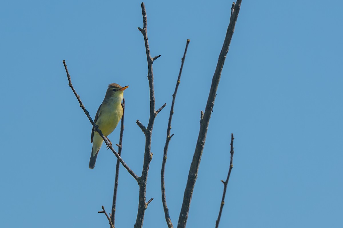 Melodious Warbler - ML619491639