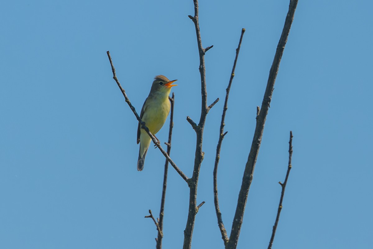 Melodious Warbler - ML619491640