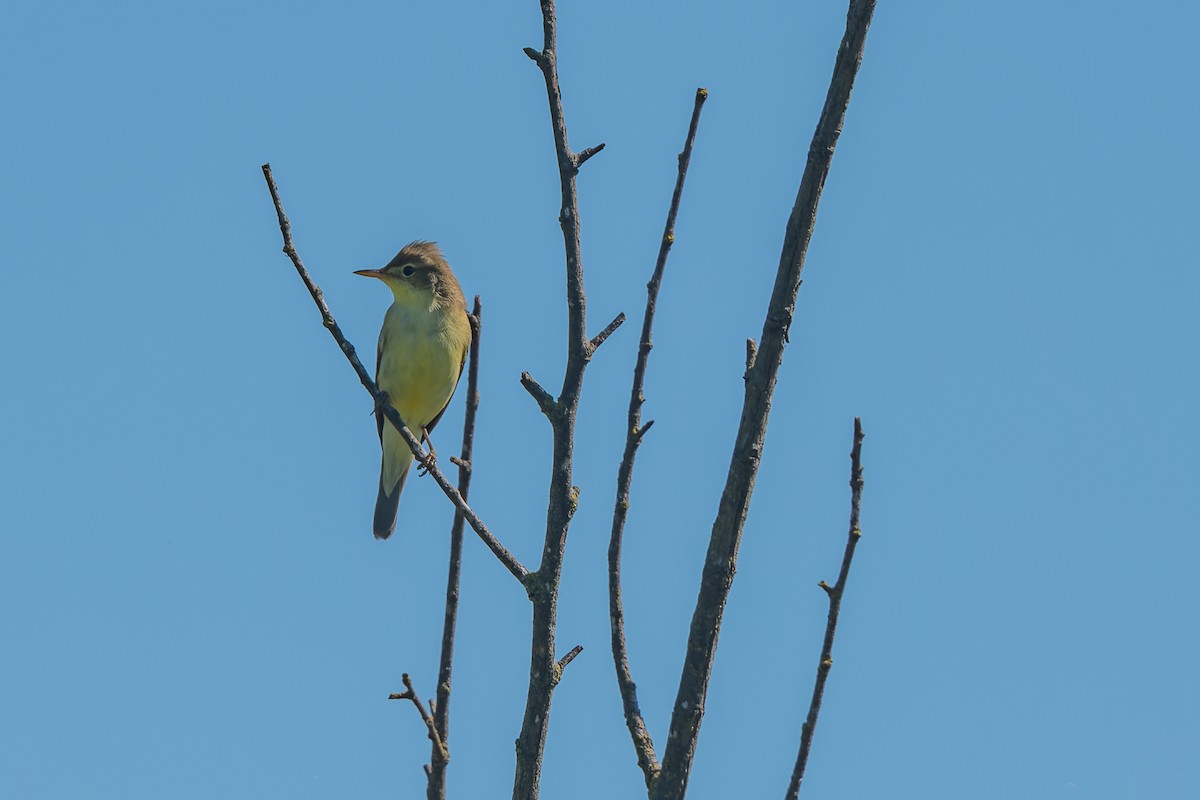 Melodious Warbler - ML619491641