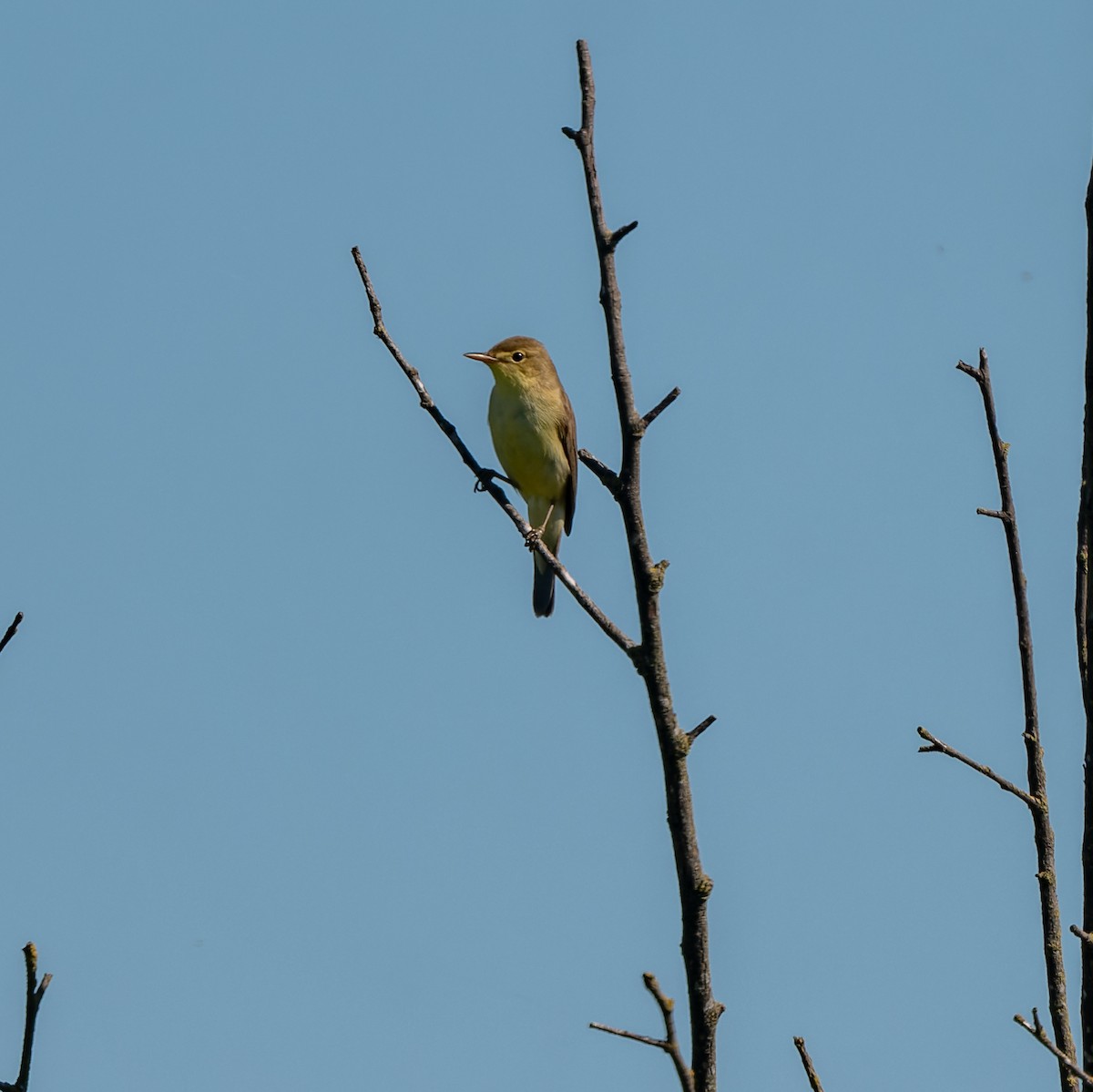 Melodious Warbler - ML619491643