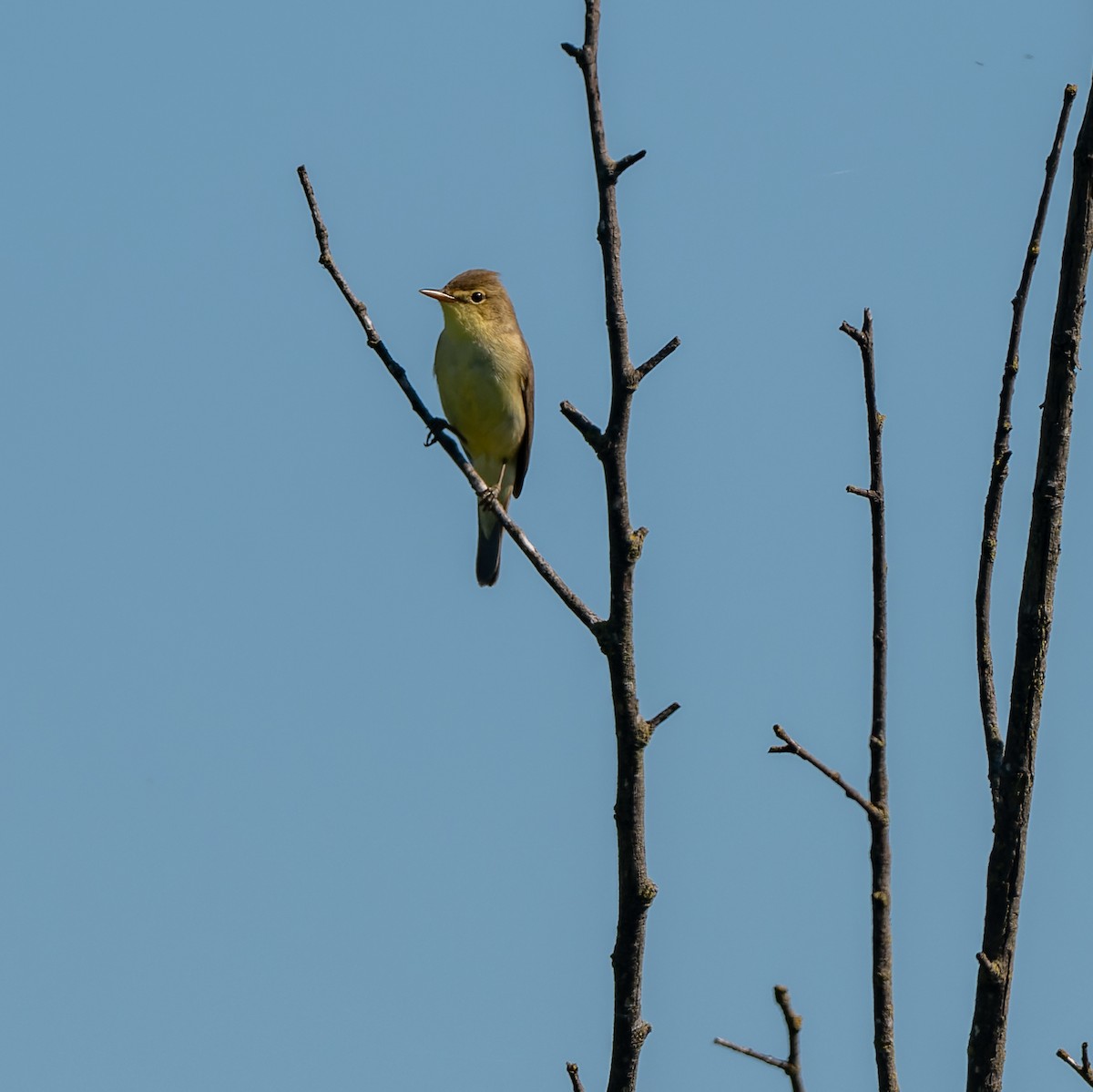 Melodious Warbler - ML619491645