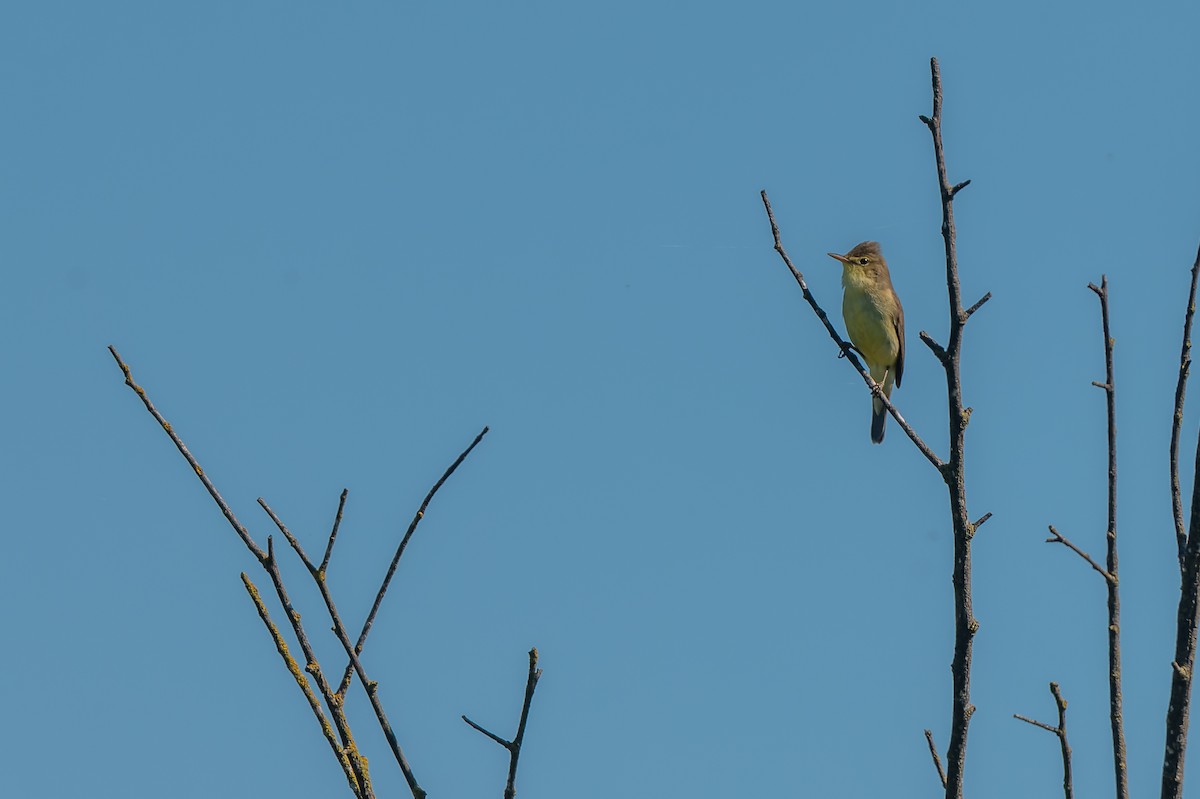 Melodious Warbler - ML619491646