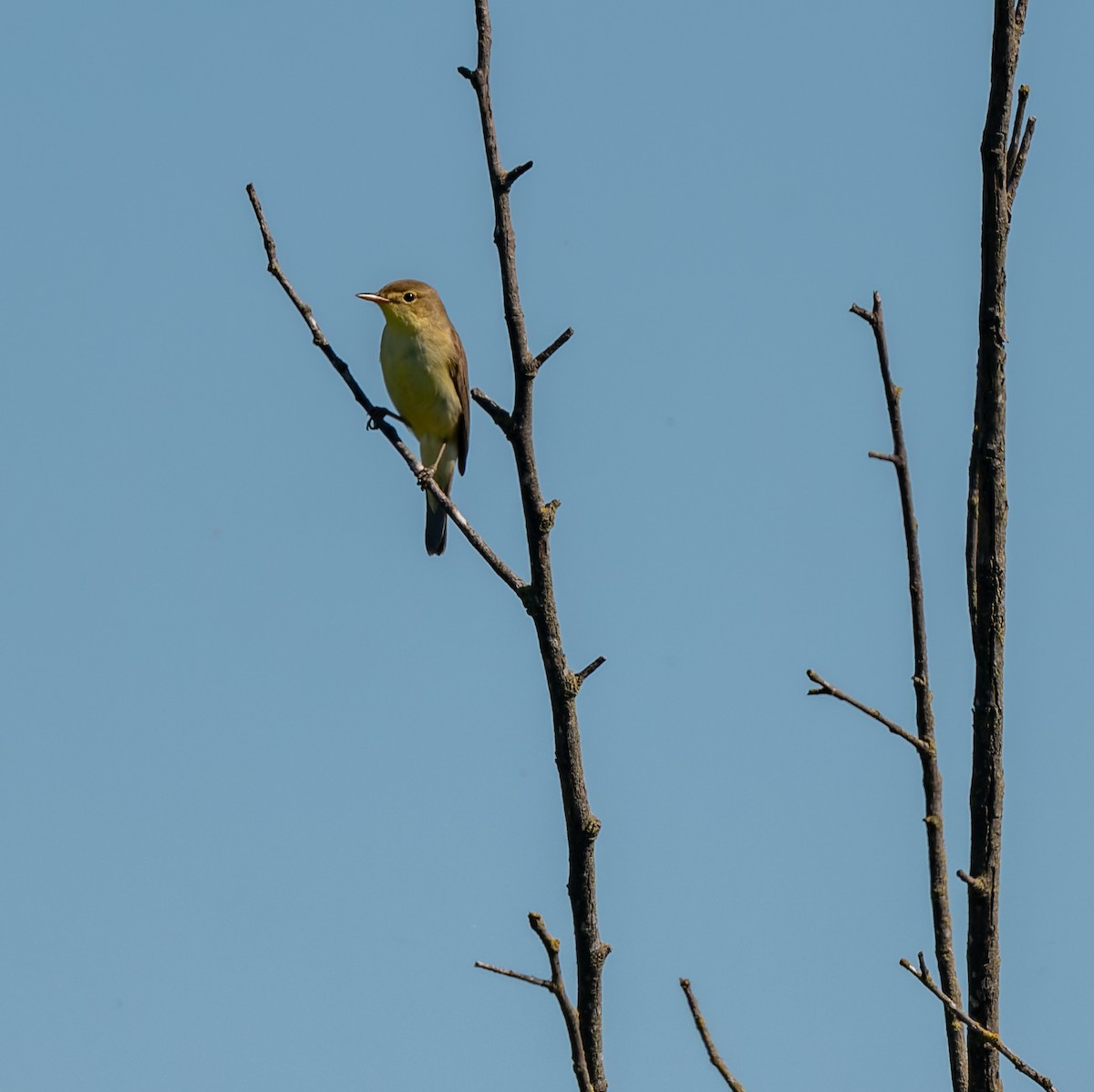 Melodious Warbler - ML619491647