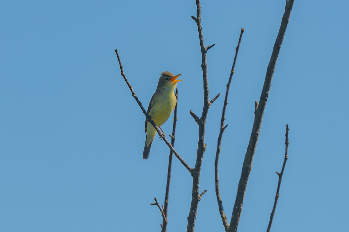 Melodious Warbler - ML619491648