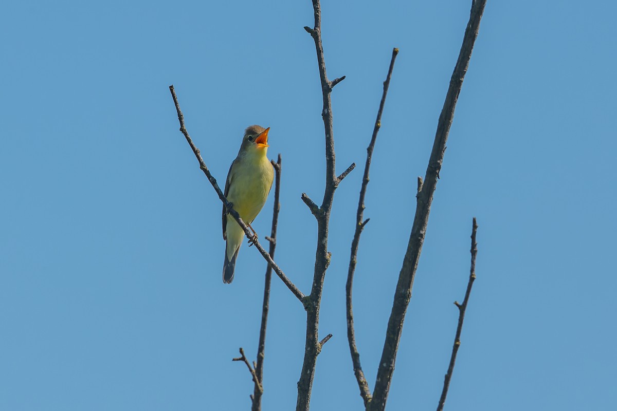Melodious Warbler - ML619491649